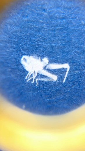 What do you shed in order to grow? 🪲🩻 Some insect philosophy for the start of this sunny week. How incredible is this little miniature grasshopper nymph exoskeleton that I found while tending to my garden yesterday. My loupe magnifying glass showing us all the details. ✨ did you see the little spikes on the legs? Thrilled that it feels like summer has arrived in the UK and can’t wait to soak it all up. 🌞 | Daisy Bow Craft