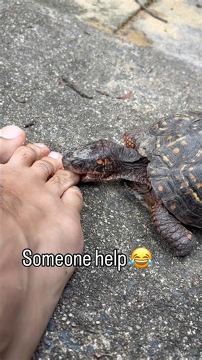 My Turtle Tried to Eat My Toes 😂🐢