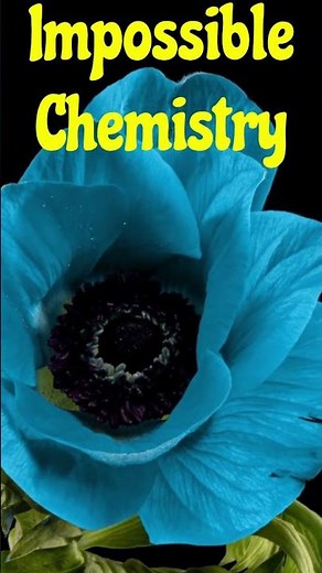 Himalayan Blue Poppy#BluePoppy#Botany#Himalayas#didyouknow#sciencefacts#high-altitudeplantadaptation