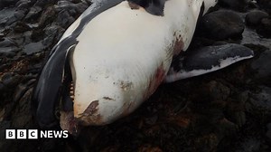 'Shocking' levels of PCB chemicals in UK killer whale Lulu
