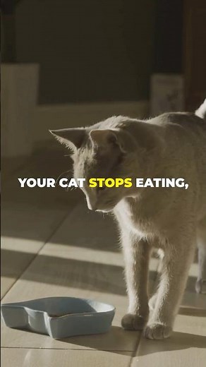 3 Signs Your Cat Is Dying. What Signs to look for.