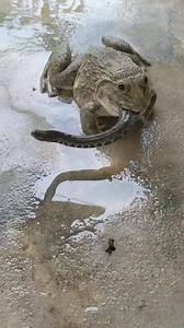 African Bullfrog swallowing snake#shorts #reelsfb #reelsvideo #trending #reels #reelsinstagram #viralvideo #viralreels #trend | Mobarak Snake Saver