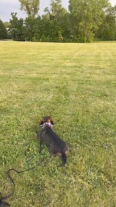 When E-Collar training goes wrong…😅 We covered so much at our Detroit seminar. One of the most unique attendees was someone who has been in the dog world for many, many years—personal challenging dogs, rescue, shelter work etc—but she’d never used a prong or e-collar. She’d always been told they were abusive, harsh, lazy tools for abusive, harsh, lazy people. Recently an amazing dog (Emmerich a 1.5 yr old male standard wire-haired Dachshund) came into her life. And although they’ve got an amazi