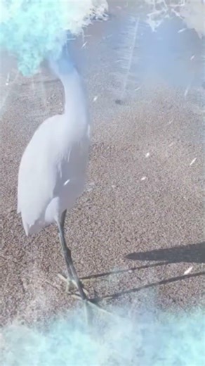 Snowy Egret at Flagler Beach using fake overlay. #snowstorm#ice. #seabird