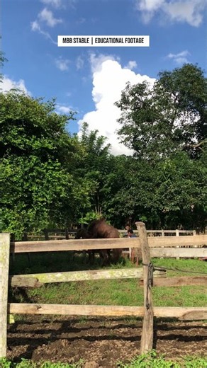 Eps 127 | Natural Horse Breeding Process | MBB Stable Documentary #pets #horse #nature #animals #fyp
