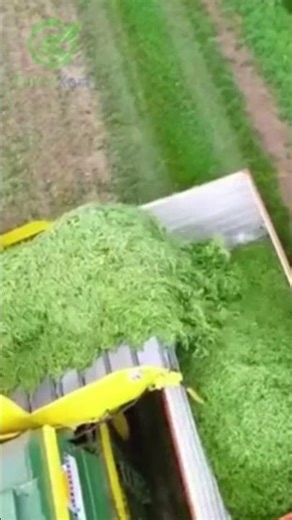 Bean Harvester – Smart & Fast Harvesting in Action #Shorts