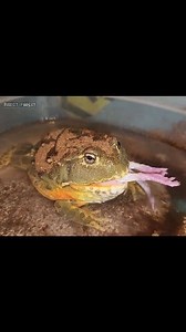 114K views · 1.1K reactions | A giant frog will catch a mouse out of the water. | Insect Forest | Facebook
