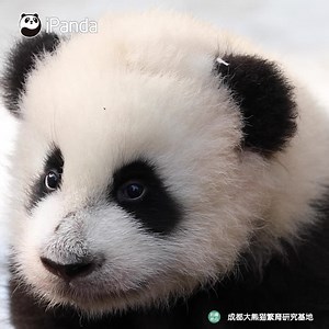 176K views · 44K reactions | I am still waiting for my dear audience to give me a round of applause after my performance. (Ya Song) #HiPanda #PandaTime #HowGiantPandasGrowUp | iPanda | Facebook