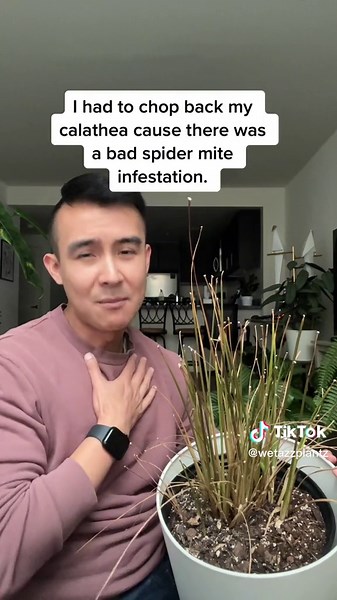 Cómo combatir las plagas de ácaros en las calatheas