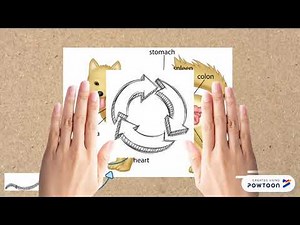 Ciclo de vida Ancylostoma spp