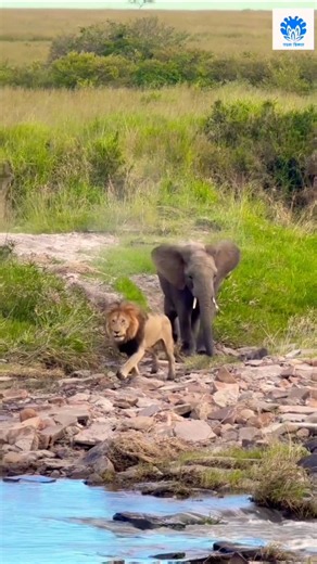 Elephant Chasing Lion King 🦁 🦁😱 #lion #animals #elephant