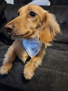 Dandelion Small Dog Bandana - Etsy Australia