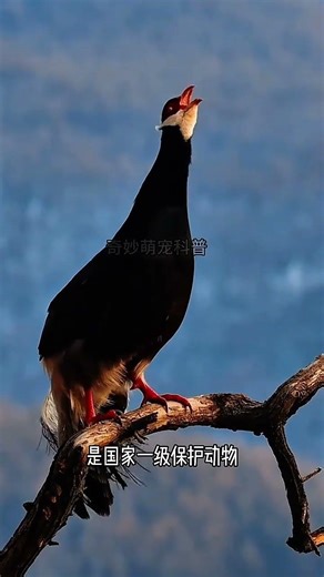 Have you ever seen a magnificent bird with a white head and red face, exuding an ethereal aura?