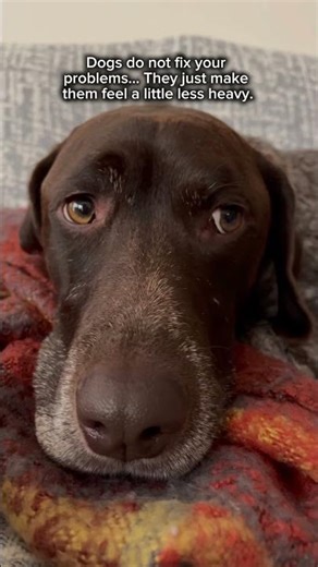 Dogs do not fix your problems… #germanshorthairedpointer #gsp #dogsarethebest
