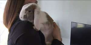 Rabbit rescue opens in Laurium