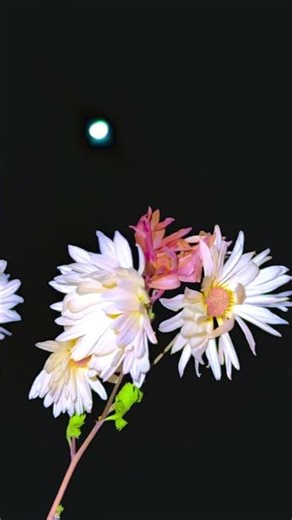 Chrysanthemum flower garden#chrysanthemumflower