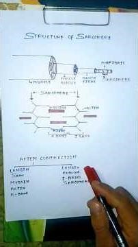✅ “Sarcomere Structure Explained 💪 | Actin-Myosin, A Band, I Band, H Zone 🔥”