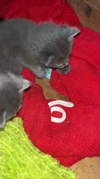 19 days old and taking on the world #all #kitten #everyone