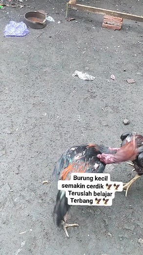 38K views · 346 reactions | Fly & fly礪礪 #rooster #chicks #hen #beautiful #colours #amazing #world #animals #funny #healty #farm #bird #eagle礪 #dragons #chicken | Phin Kerree | Facebook