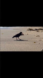 Shakespeare Cliff walk