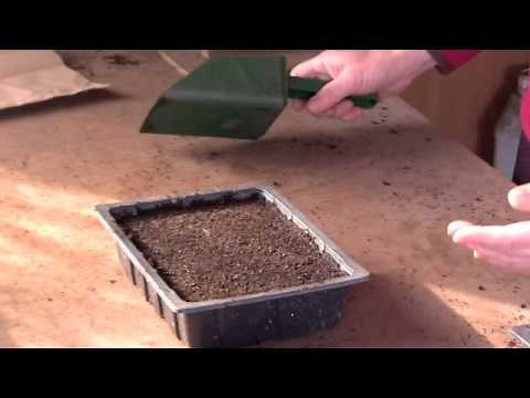 How to sow seeds
