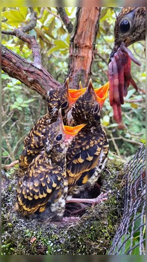 Everyone is looking for food, mother, give me some. 💕💞💯 #motivation #shortvideo #animals