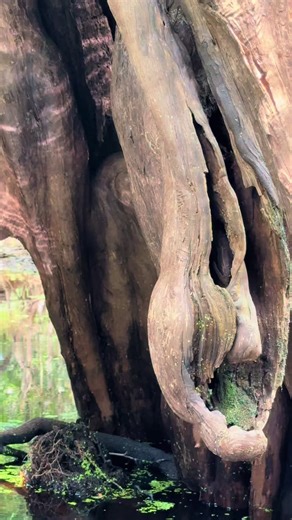 Ebenezer Creek Rincon, Georgia. The crazy thing’s I see in the tree’s. This tree is excited to see me.🤣🤣#sharih55 #solo #kayaking #oldtownkayaks #cypresstrees