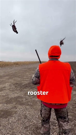 The best pheasant hunter ever!