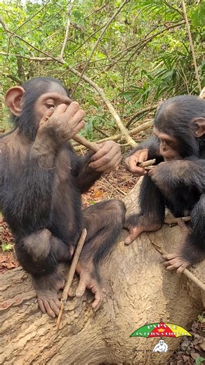 475K views · 6.9K reactions | Les chimpanzés sont connus pour leur...