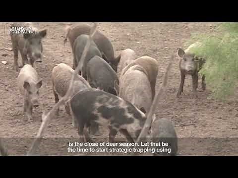 Tips for Hunting Wild Hogs