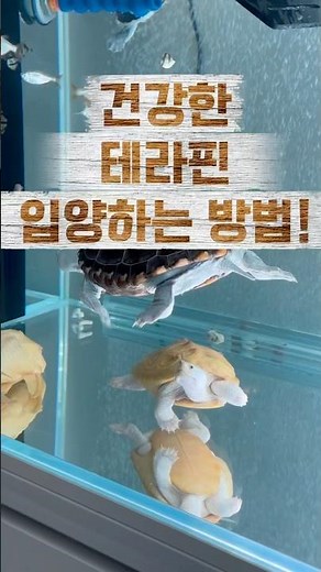 건강한 테라핀 입양하는 방법! #turtle #diamondbackterrapin #테라핀 #테라핀거북이