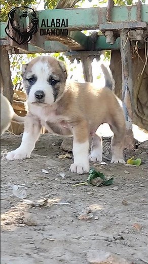 the beautiful puppy's alabai 😍