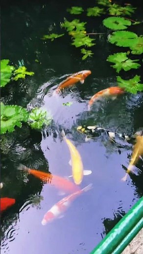 Fish roaming around lotus flowers inside pond #greenplanet #nature #garden #fish #lotus #support