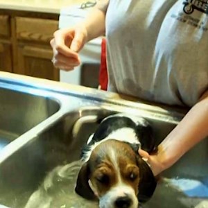 It is ridiculous how gorgeous these pets are. | Animal Tales