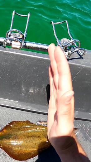 Humane Squid Killing Technique Demonstrated