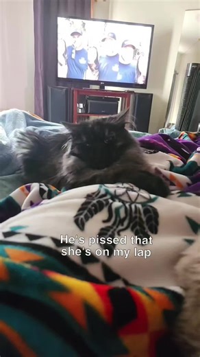 It's Willie Jack's 2nd Birthday today! And he wants allll the attention. #cat #catsoftiktok