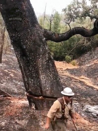3.4K views · 28 reactions | Watch an epic tree cutting and felling session where skilled workers handle massive trees with precision and expertise. #treecutting #treefelling #smartworkers #woodcraft #satisfyingwork | Fish & Funnies | Facebook