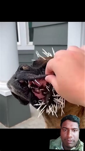 How Porcupine Quills Really Work#shorts #animals #facts #trending #viral