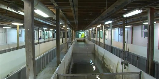 Roadtrippin’ 2023: Solomon Gulch Fish Hatchery