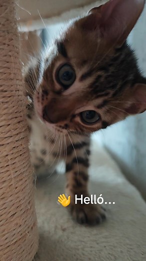 😻 Novemberben már Veled dorombolhatok ❤️ Bengáli Macska-Diamond Cat | Bengáli Macska-Diamond Cat