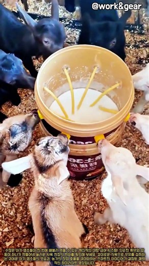 고효율 가축 대량 급여 시스템 현장 #worker #process #farming #livestock #feeding