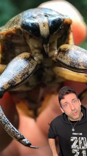 9.7K views · 506 reactions | Your toes worst nightmare #toebiter | Odd Danny | Facebook