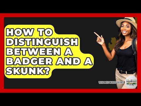 How To Distinguish Between A Badger And A Skunk? - The Midwest Guru