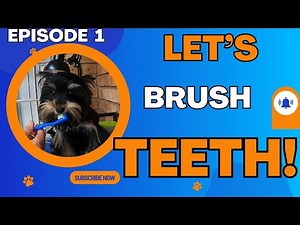 Teaching Your Yorkie to Brush Teeth: A Step-by-Step Guide (1)