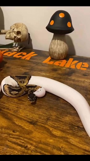I will never let this video die. She’s clearly a puppy wagging her tail. #ballpython #ballpythonmorphs #ballpythonbreeder #ballpythonmorphsofinstagram #python #snake #snakes #snakesofinsta #snek #funny #viral #video #funnyanimals #animal #reptile #reptiles #reptilekeeper #reptilelover | Black Lake Reptiles
