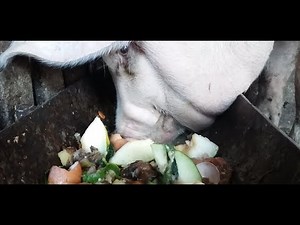 🔊 Pig is eating slop vol3 / свиньи едят Farm Life Gone Wild: The Pig vs. The Ultimate Slop Bowl!