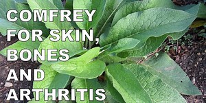 Comfrey: The Scientific Evidence Will Surprise You