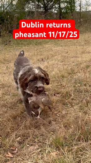 Dublin the wirehaired pointing griffon’s final hunting season #goodrun #goodboy