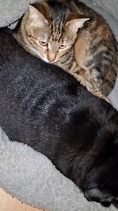 Now we can hear loud explosions again... It's midnight, 12:30 a.m., and instead of silence, there is an alarming rumble and sounds that make your heart sink. ᴚuzzian subhuman terrorists are shelling us again. 💥Very loud. Tyson and Sarah are next to us. We hugged them, calmed them down, held them close. It seems that they are already beginning to get used to this horror, and that makes it especially painful. Neither people nor animals should get used to the sounds of war. Our nerves can't take i