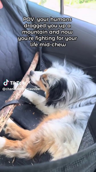 Chance the Mini Aussie on TikTok